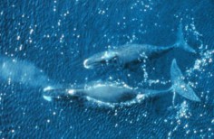 Wieloryby grenlandzkie© NOAA