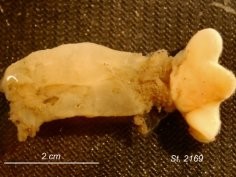 Journal of the Marine Biological Association of the United Kingdom, Rediscovery and augmented description of the HMS ‘Challenger’ acorn worm (Hemichordata, Enteropneusta), Glandiceps abyssicola, in the equatorial Atlantic abyss, Nicholas D. Holland, Karen