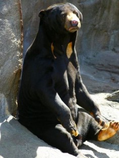 Niedźwiedź malajski w zoo© Jeremy Henderson, Creative Commons