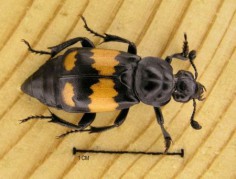Nicrophorus vespilloides