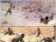 Falótico T, Ottoni EB (2013) Stone Throwing as a Sexual Display in Wild Female Bearded Capuchin Monkeys, Sapajus libidinosus. PLoS ONE 8(11): e79535. doi:10.1371/journal.pone.0079535