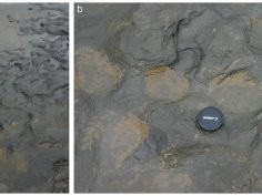Ashton N, Lewis SG, De Groote I, Duffy SM, Bates M, et al. (2014) Hominin Footprints from Early Pleistocene Deposits at Happisburgh, UK. PLoS ONE 9(2): e88329. doi:10.1371/journal.pone.0088329