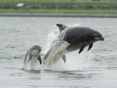 Delfiny butlonose