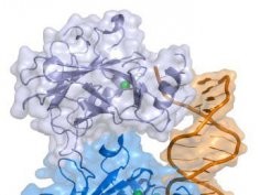 Gen p53 i DNA