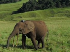 Nathan Williamson for Gabon National Parks