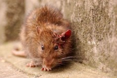 Ranny szczur wędrowny