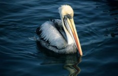 Pelikan chilijski