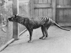 Wilk workowaty w zoo w Hobart (1933); National Archives of Australia