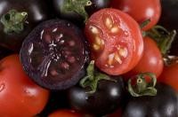 Nowa odmiana pomidorów wzbogaconych o antocyjaniny