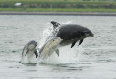 Delfiny butlonose