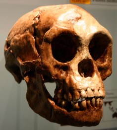 Czaszka <i>Homo floresiensis</i>