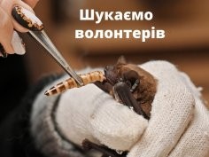 Ukrainian Bat Rehabilitation Center
