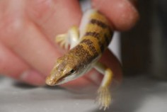 Scynk aptekarski (Scincus scincus)