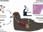 Charlton-Howard H.S. et al., „‘Plasticosis’: Characterising macro- and microplastic-associated fibrosis in seabird tissues”, Journal of Hazardous Materials, Volume 450, 2023
