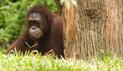 orangutan-pod-drzewem-3a94ee1dace2177951535e34387d0be6.jpg