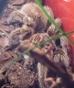 Grammostola spatulata