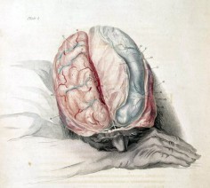Anatomia mózgu