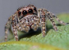 Servaea vestita
