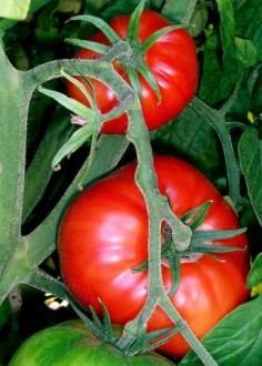 Pomidory na krzaku© Fir0002