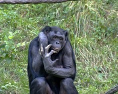 Szympans bonobo© Kabir Bakie; Creative Commons