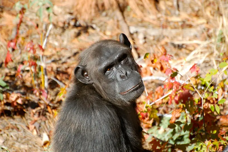 Na północy DRK odkryto dużą populację szympansów