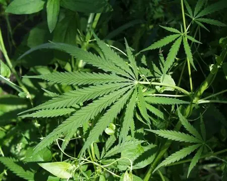 Jak szkodzi marihuana
