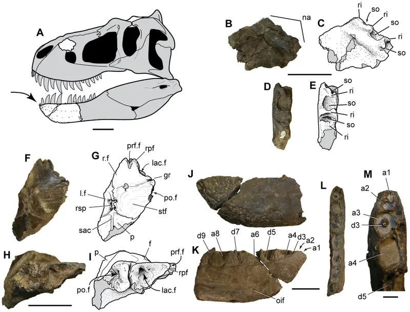 Karłowaty tyranozaur z Alaski