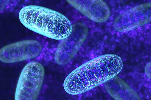 Naukowcy z UW odkryli nowy mechanizm powstawania chorób mitochondrialnych