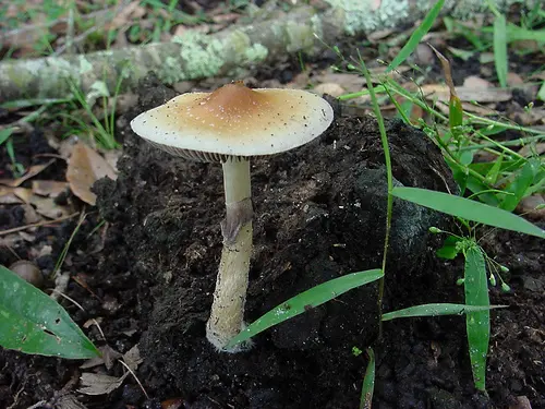 Ulga po psylocybinie