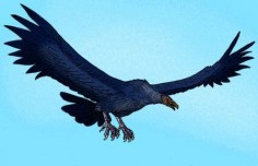 Argentavis magnificens