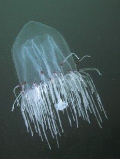 Meduza