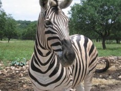 Zebra