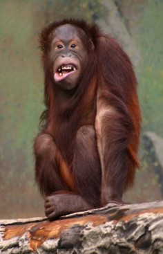 Samica orangutana© Malene Thyssen, www.mtfoto.dk/malene