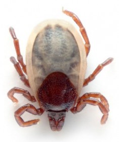 Kleszcz pospolity (Ixodes ricinus)© André Karwathlicencja: Creative Commons