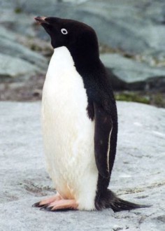 Pingwin Adeli