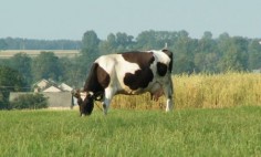 Krowa na pastwisku© Selena von Eichendorf