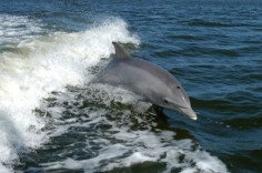Delfin butlonosy© NASA