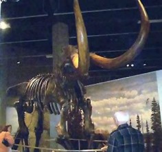 Szkielet mastodonta w muzeum w Bismarck