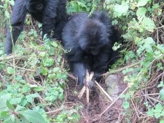 Dian Fossey Gorilla Fund International