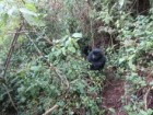 Dian Fossey Gorilla Fund International