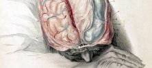 Anatomia mózgu