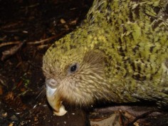 Kakapo© Mnolflicencja: GNU FDL