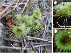 S. Poppinga et al., PLOS ONE, doi:10.1371/journal.pone.0045735.g001