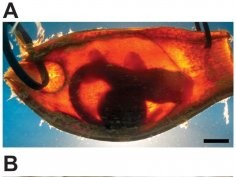 Kempster, Hart & Collin (2013) Survival of the Stillest: Predator Avoidance in Shark Embryos. PLoS ONE 8(1): e52551. http://dx.doi.org/10.1371/journal.pone.0052551