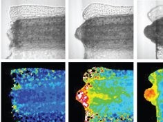 Love, Chen, Ishibashi, Kritsiligkou, Lea, Koh, Gallop, Dorey & Amaya. 2013. Amputation-induced reactive oxygen species are required for successful Xenopus tadpole tail regeneration. Nature Cell Biology http://dx.doi.org/10.1038/ncb2659