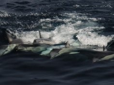 Kyum Joon Park, Cetacean Research Institute