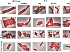 Lu J, Carter DA, Turnbull L, Rosendale D, Hedderley D, et al. (2013) The Effect of New Zealand Kanuka, Manuka and Clover Honeys on Bacterial Growth Dynamics and Cellular Morphology Varies According to the Species. PLoS ONE 8(2): e55898. doi:10.1371/journa