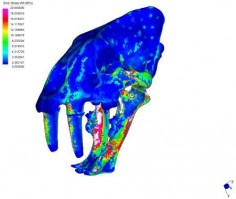 Model czaszki tygrysa szablozębnego podczas gryzienia.Poszczególne kolory oznaczają przeciążenia.© www.compbiomech.com