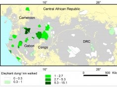 Maisels F, Strindberg S, Blake S, Wittemyer G, Hart J, et al. (2013) Devastating Decline of Forest Elephants in Central Africa. PLoS ONE 8(3): e59469. doi:10.1371/journal.pone.0059469