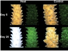 Effects of cold stress and heat stress on coral fluorescence in reef-building corals. Melissa S. Roth, Dimitri D. Deheyn, Scientific Reports, doi:10.1038/srep01421
